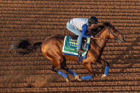 Trackwork, National Treasure King Abdulaziz Racecourse, Feb. 22, 2024