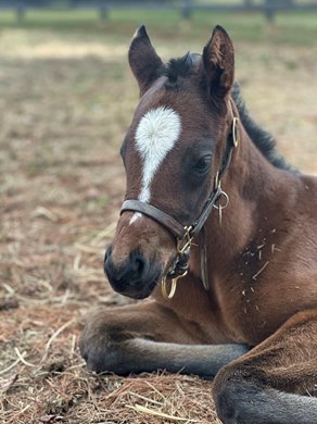 2024 filly; Gun Runner - Heavenly Love, by Malibu Moon