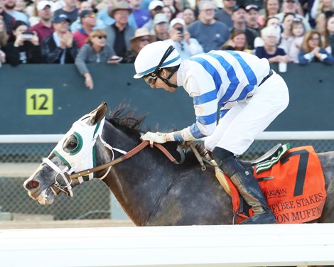 Lemon Muffin wins the 2024 Honeybee Stakes at Oaklawn Park