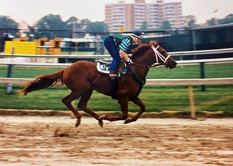 Joanne McNamara aboard 1995 Kentucky Derby winner Thunder Gulch at Pimlico Race Course