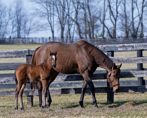 Heavenly Love with her 2024 foal, a filly by Gun Runner and a full sibling to Sierra Leone, at Fawn Leap Farm near Midway, Ky. Owned by Debby Oxley, Heavenly Love is going back to Nyquist.