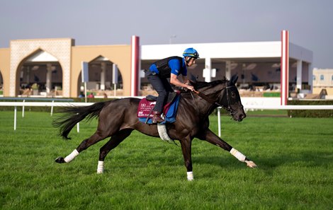 Rebel&#39;s Romance and Mark Halford  exercise on the turf track Al Rayyan racecourse, Doha 14.2.24<br><br />
Pic: Edward Whitaker
