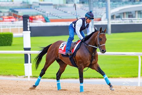 Senor Buscador, Meydan, March 25 2024