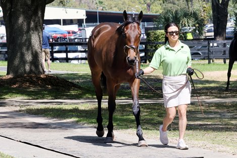 Hip 604, 2024 OBS March 2 year old Sale