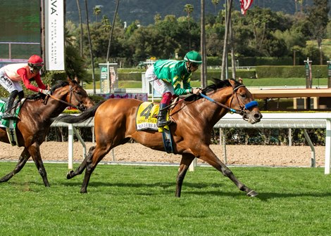 Missed the Cut and jockey Antonio Fresu win the Grade III $100,000 San Luis Rey Stakes Saturday, March 23, 2024 at Santa Anita Park, Arcadia, CA. Benoit Photo