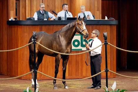 Hip 494,  2024 OBS March 2 year old Sale