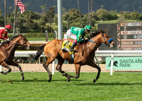 Missed the Cut and jockey Antonio Fresu win the Grade III $100,000 San Luis Rey Stakes Saturday, March 23, 2024 at Santa Anita Park, Arcadia, CA.<br>
Benoit Photo