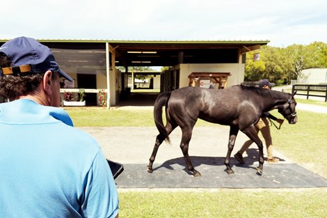 New Horizons consignment, Mario Bencomo, 2024 OBS March 2 year old Sale