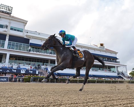 Conquest Warrior, AOC, Gulfstream Park, March 1 2024