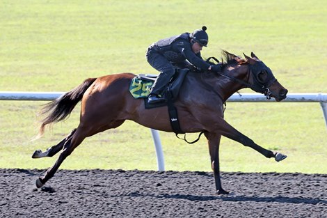 Hip 252, worked in 20.4, 2024 OBS March 2 year old Sale
