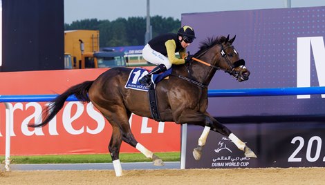 Tuz wins the 2024 Dubai Golden Shaheen at Meydan Racecourse