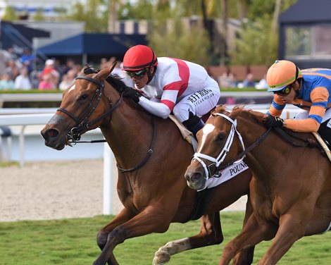 Pounce wins the 2024 Herecomesthebride Stakes at Gulfstream Park Pounce wins the 2024 Herecomesthebride Stakes at Gulfstream Park