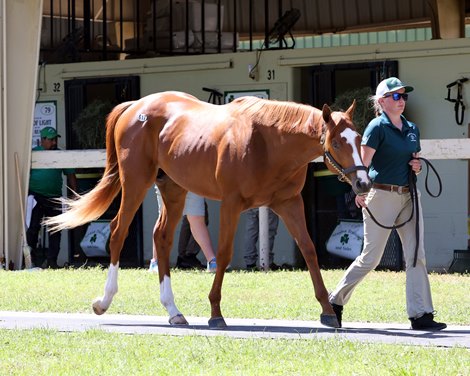 Hip 617, 2024 OBS March 2 year old Sale