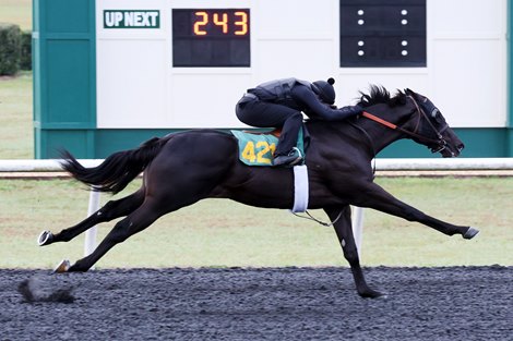 Hip 421, worked in 9.4, 2024 OBS March 2 year old Sale