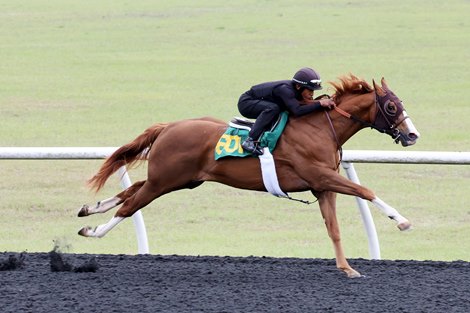 Hip 601,  2024 OBS March 2 year old Sale