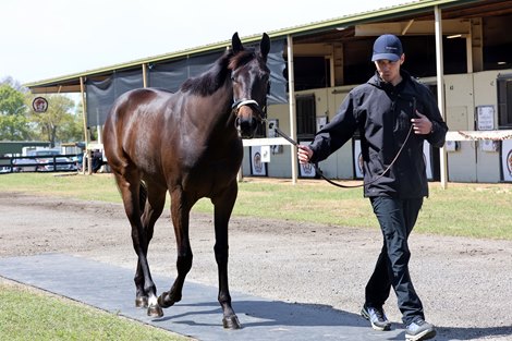 Mario Bencomo of New Horizons with his homebred Hip 718, 2024 OBS March 2 year old Sale