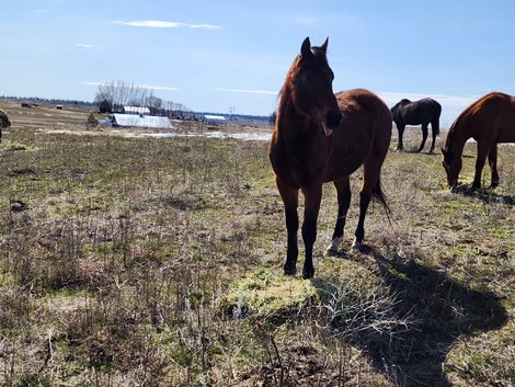 Deputy Bernardini, center, and Whatdidido, right, at Down the Stretch Deputy Bernardini, center, and Whatdidido, right, at Down the Stretch