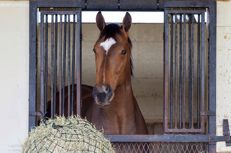 Hip 533, sales topper, 2024 OBS March 2 year old Sale