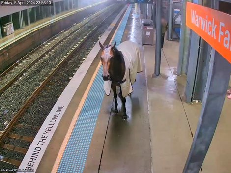 Racehorse on the platform at Warwick Farm train station