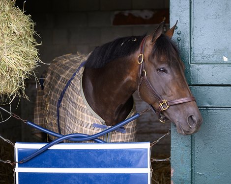 Kubrick in his stall at the Chad Brown barn at Keeneland on April 12, 2024