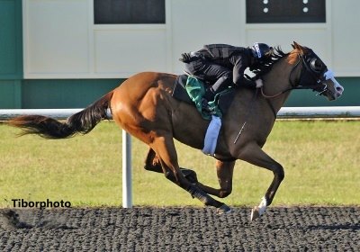 Hip 9, 2024 OBS Spring Sale of Two Year Olds in Training Sale