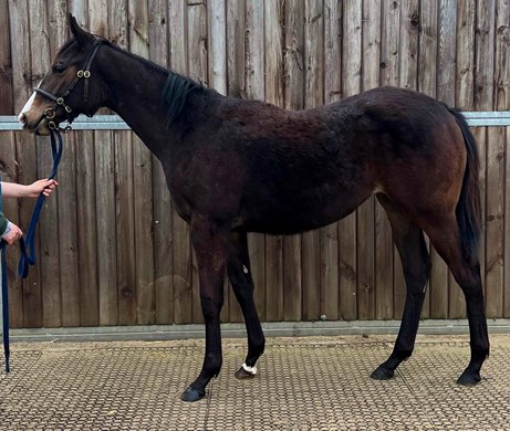2024 Tattersalls Online April Sale, Lot 55<br><br />
Mehmas (IRE) / Jessica Rocks (GB) 2023 B.F.