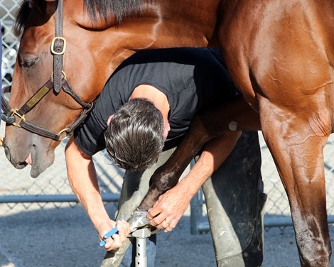 Dornoch having his right front hoof worked on at Churchill Downs on May 1, 2024. Photo By: Chad B. Harmon