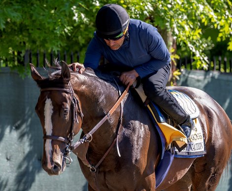 Imagination returns to the barn after a gallop on a beautiful morning at Old Hilltop allowed for some beautiful images of Preakness and Black Eyed Susan entrants and their connections Thursday May 16, 2024 at Pimlico Race Course in Baltimore, MD.    Photo by Skip Dickstein