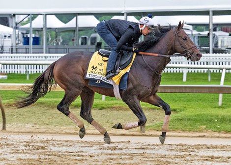 Tuscan Gold, Pimlico, May 15 2024