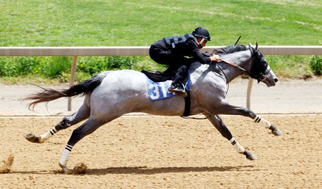 Hip 314, 2024 Fasig-Tipton Midlantic  May 2 Year Olds in Training Sale