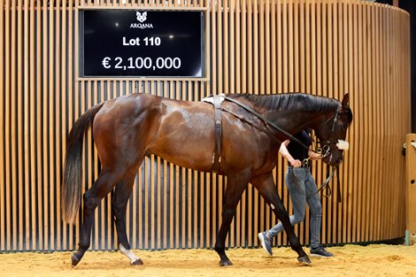 2024 Arqana Breeze Up Sale, Lot 110<br>
Arqana, Deauville, 11/05/2024, photo: Zuzanna Lupa