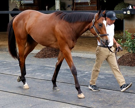 Hip 59, 2024 Discount Fasig-Tipton Midlantic 2 YO-in Training