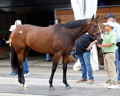 Hip 401, 2024 Fasig-Tipton Midlantic 2 Y-O-in Training Sale
