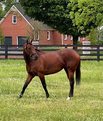 Nest walks My 8 in a paddock at Lane&#39;s End Farm
