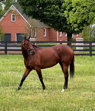 Nest walks My 8 in a paddock at Lane's End Farm