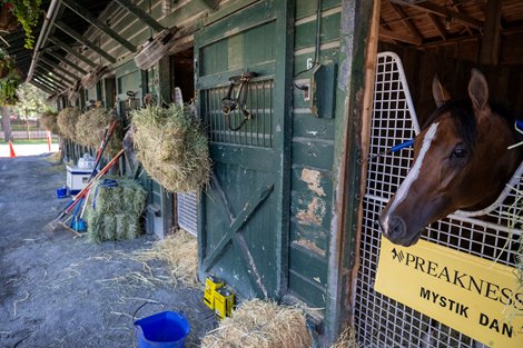 Kentucky Derby 150 winner and second place in the149th Preakness Stakes Mystik Dan looks out of his stall at the Annex to the Oklahoma Training Center adjacent to the Saratoga Race Course after arriving from Baltimore Monday May 20, 2024 in Saratoga Springs, N.Y.    Photo by Skip Dickstein