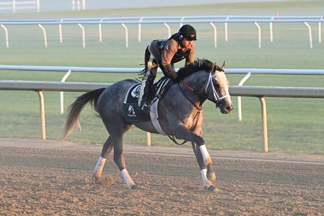 Seize the Grey, Saratoga, June 5 2024