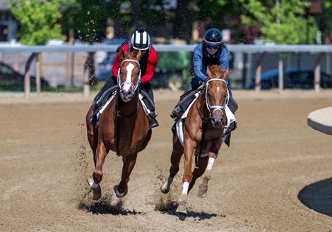 Antiquarian (left) works on the Oklahoma Training Track Saturday June 1, 2024 in Saratoga Springs, N.Y.  in preparation for the 2024 Belmont Stakes which will be held at the historic Saratoga Race Course Saturday June 8th for the first time in history  Photo by Skip Dickstein