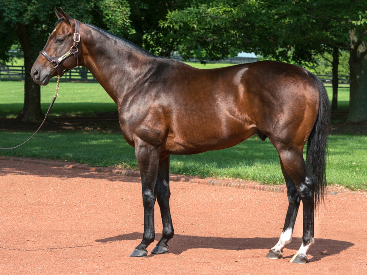 McKinzie's Stellar First Crop Featured at Breeders' Cup - BloodHorse