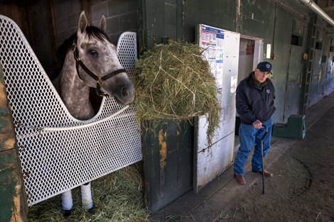 2024 Preakness winner Seize the Gray is at the Oklahoma Training Center on Sunday June 2, 2024 in Saratoga Springs, NY as his trainer D. Wayne Lukas watches as he prepares for The 2024 Belmont Stakes will be held at the historic Saratoga Race Course Saturday June 8th for the first time in history Photo by Skip Dickstein