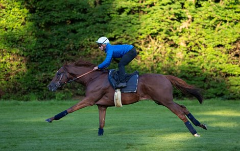 French 2000 Guineas winner Metropolitan with work rider Simone Garau on Les Reservoirs gallops in Chantilly on Wednesday morning12.6.24 Pic: Edward Whitaker