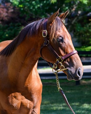 Hip 182 colt by Beau Liam out of Let's Be Creative at Airdrie Stud<br>
Fasig-Tipton HORA and The July sale for racing age and yearlings at Fasig-Tipton in Lexington, Ky.