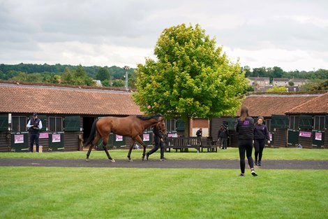 Tattersalls July Sale 10/07/2024