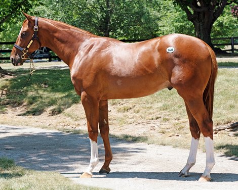 Hip 168, 2024 Fasig-Tipton Selected Yearling Horse Sale July