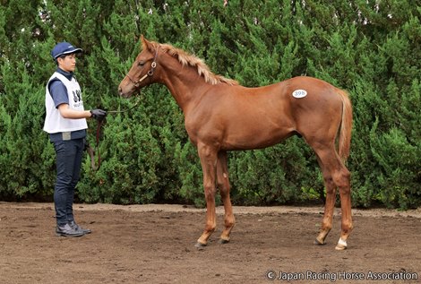 Kitasan Black Colt Tops Jrha Sale Disposal Meeting