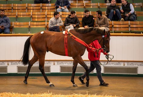 Lot 829A Swindon (FR) 2021 B.C.  BY Wootton Bassett (GB) EX Light It Up (IRE) Wildcard       Somerville Lodge Ltd. (W. Haggas), Agent    Sky Racing    175,000<br>
Tattersalls July Sale<br>
2024-07-11<br>
11/07/2024