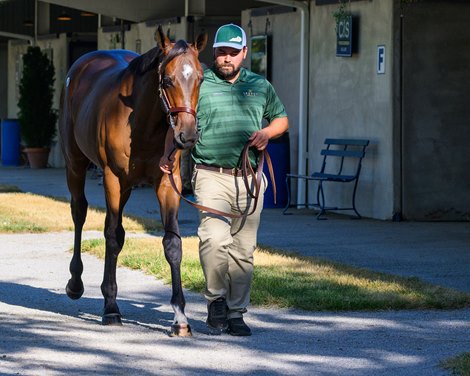 Hip 1 colt by Maxfield out of Abundant Flurry at Legacy Bloodstock, agent Fasig-Tipton HORA and The July sale for racing age and yearlings at Fasig-Tipton in Lexington, Ky.