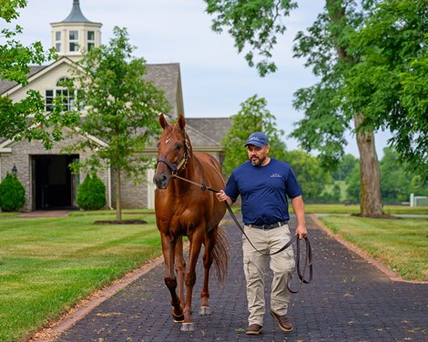 Morning walk with Victor Ramirez after a bath.  Gun Runner at Three Chimneys near Midway, Ky., on July 18, 2024.