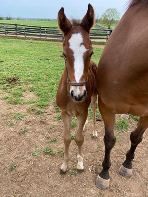 Belmont Derby winner Trikari as a foal, weanling