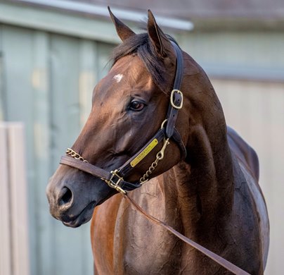 Fierceness stands quietly awaiting his bath after his final tune-up work this morning Sunday July, 21, 2024 in preparation for the Jim Dandy Stakes which runs next Saturday at the Saratoga Race Course  in Saratoga Springs, N.Y.  Photo by Skip Dickstein